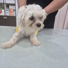 남원시 흰색 기타 수컷