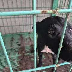 남원시 검정색 믹스견 수컷
