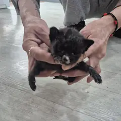남원시 흰색/검은색 얼룩무늬 한국 고양이 암컷