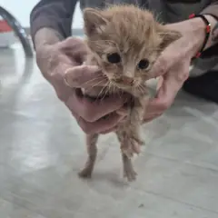 남원시 레몬색&흰색 한국 고양이 수컷