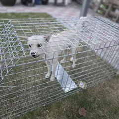 남원시 크림색 믹스견 수컷