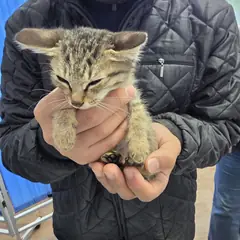남원시 검은색흰색황토색조합 한국 고양이 성별 미상