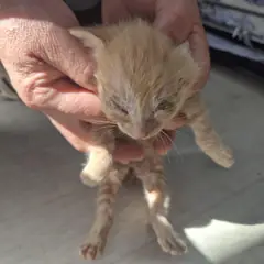 남원시 레몬색&흰색 한국 고양이 암컷