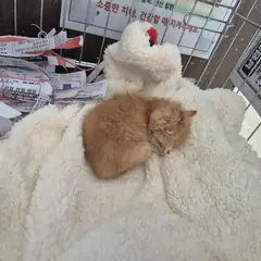남원시 기타(황토색) 한국 고양이 암컷