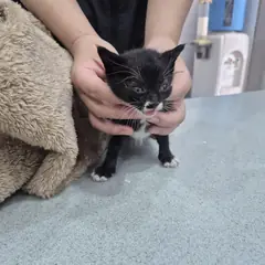 남원시 흰색/검은색 얼룩무늬 한국 고양이 수컷