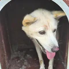 김제시 흰색 믹스견 암컷