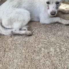 김제시 흰색 믹스견 암컷