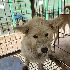 김제시 흰색 믹스견 암컷