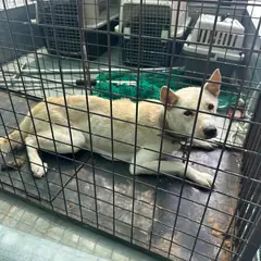 완주군 흰색 믹스견 암컷