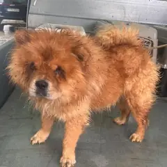 완주군 갈색 차우차우 수컷