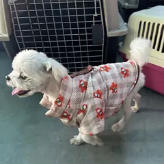 완주군 흰색 말티즈 수컷