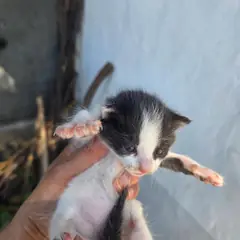 진안군 흰색/검은색 얼룩무늬 한국 고양이 수컷