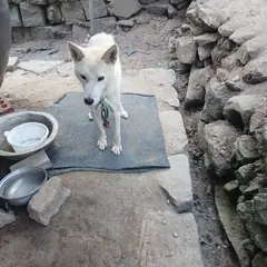 진안군 흰색 진도견 수컷