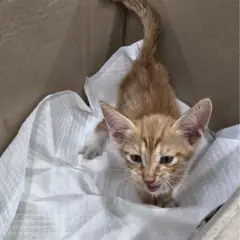진안군 레몬색&흰색 한국 고양이 수컷