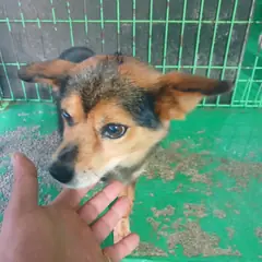 진안군 갈색&검정 믹스견 암컷