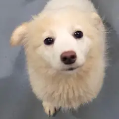 장수군 흰색 믹스견 암컷