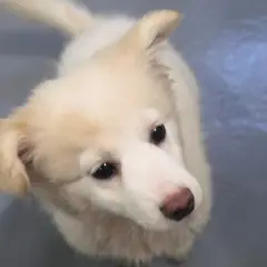 장수군 흰색 믹스견 암컷