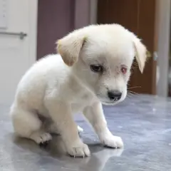 임실군 흰색 믹스견 암컷