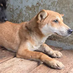 임실군 갈색&흰색 믹스견 암컷