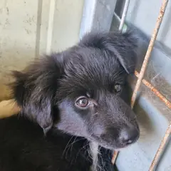 임실군 검정색 믹스견 암컷