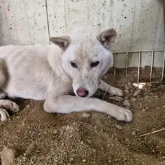 임실군 흰색 믹스견 수컷