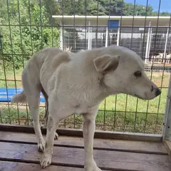 임실군 흰색 믹스견 암컷