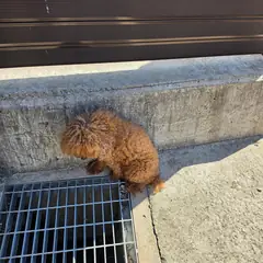 순창군 갈색 푸들 수컷