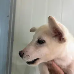 고창군 흰색 믹스견 수컷