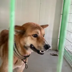 고창군 갈색 믹스견 수컷