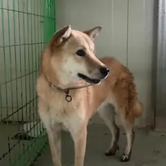 고창군 붉고 엷은 황갈색 진도견 암컷