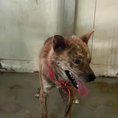 고창군 황갈색 믹스견 수컷