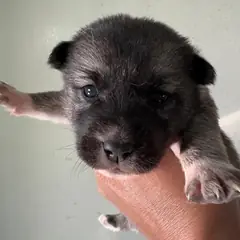 고창군 검정색 믹스견 수컷