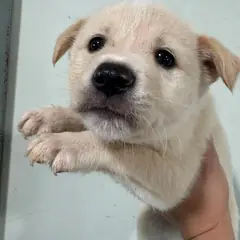 고창군 살구색 믹스견 수컷