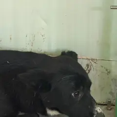 고창군 검정&흰색 믹스견 암컷