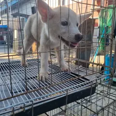 부안군 흰색 진도견 수컷