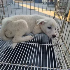 부안군 흰색 믹스견 수컷
