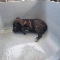 부안군 검정색 믹스견 암컷