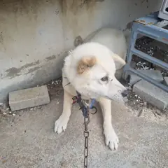 부안군 흰색 믹스견 암컷