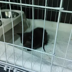 부안군 기타(검정색) 믹스묘 수컷