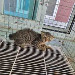 부안군 갈색 믹스묘 성별 미상