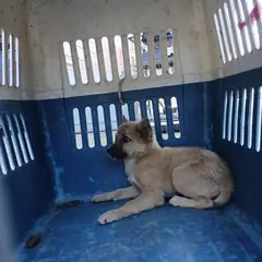 부안군 기타(검,갈,회) 믹스견 암컷