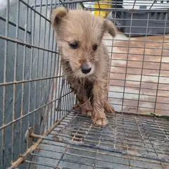 부안군 갈색 믹스견 수컷