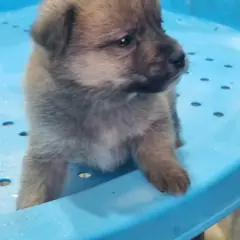 부안군 갈색&검정 믹스견 수컷