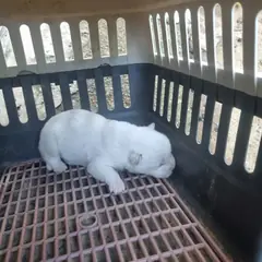 부안군 흰색 믹스견 암컷