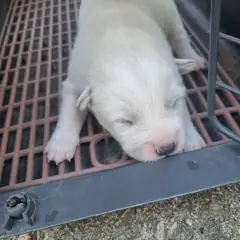 부안군 흰색 믹스견 수컷