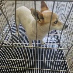 부안군 갈색&흰색 믹스견 암컷