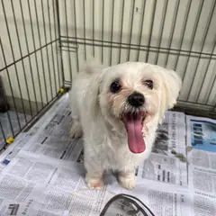 포항시 흰색 말티즈 수컷