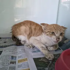 포항시 레몬색&흰색 한국 고양이 성별 미상