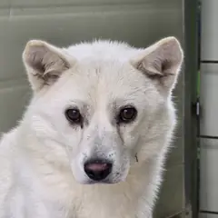 포항시 흰색 믹스견 수컷