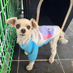 포항시 흰색 말티즈 암컷
